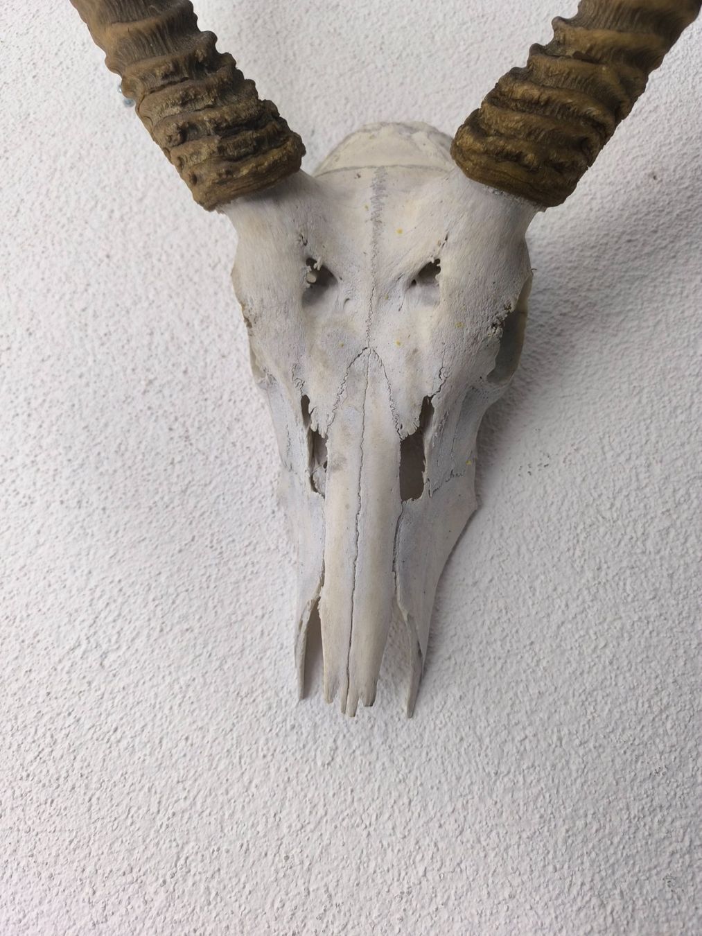 Altre raccolte & rarità: Trophäe Afrikanische Springbock - Antilope – Usato da Rüti ZH venduto da Restwert_Rueti_ZH 4