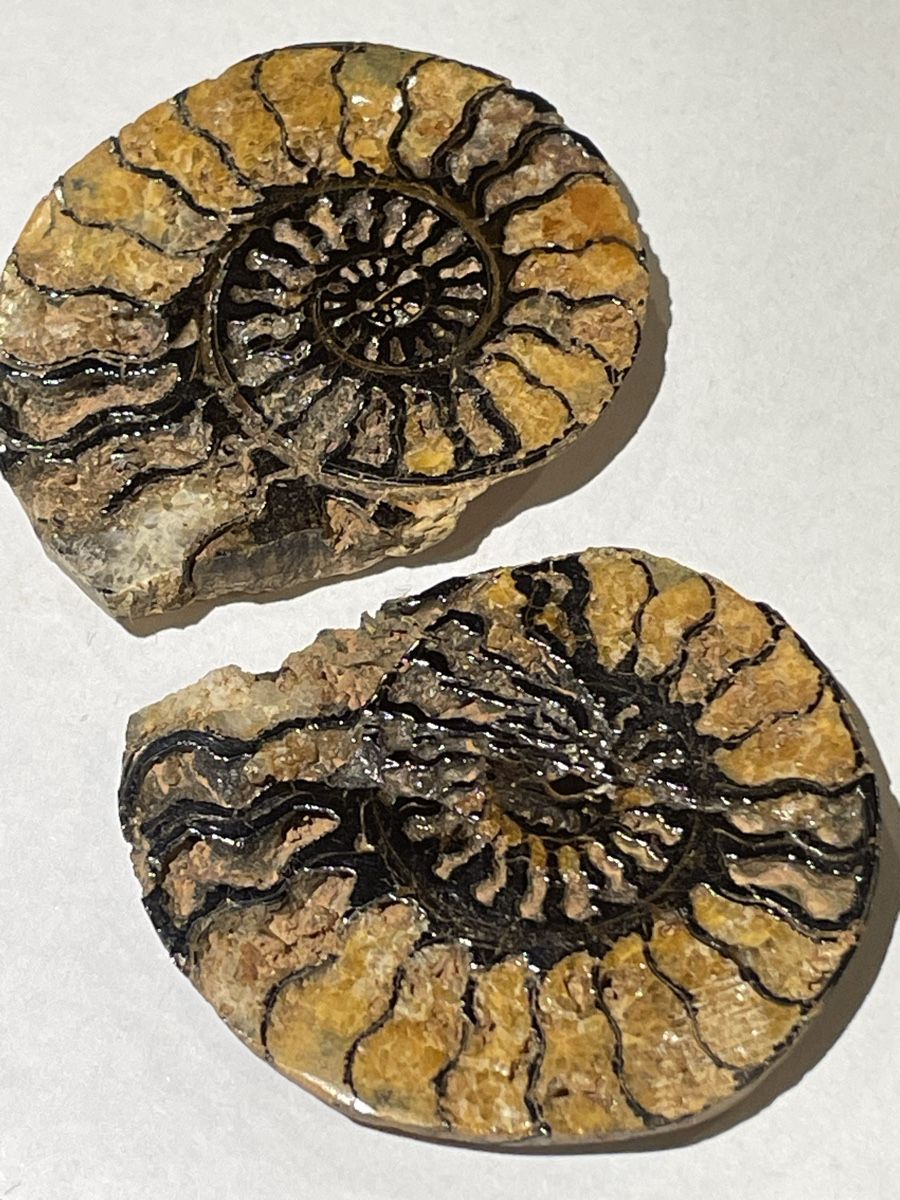 Fossilien: Ammoniten Paar / Fossil / Stein – Neu (gemäss Beschreibung) aus Rümlang von euqinom16 1