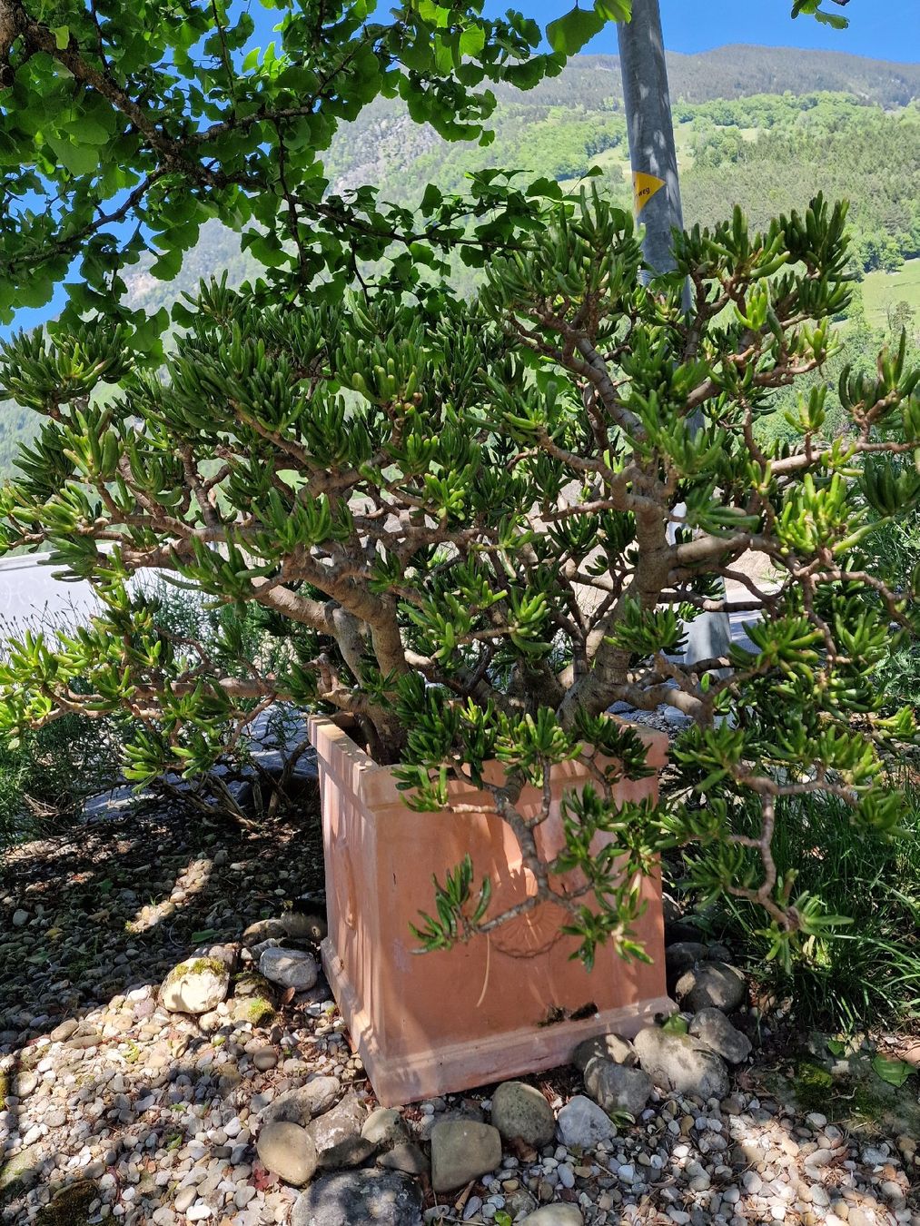 Piante & sementi: Grosse Crassula ovata 'Gollum' Jadebaum inkl. Topf – Nuovo (secondo la descrizione) da Bürglen UR venduto da luiroedes