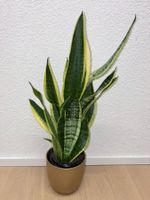 Sansevieria Pflanze Golden Flame Plant & Ceramic Pot 61 cm