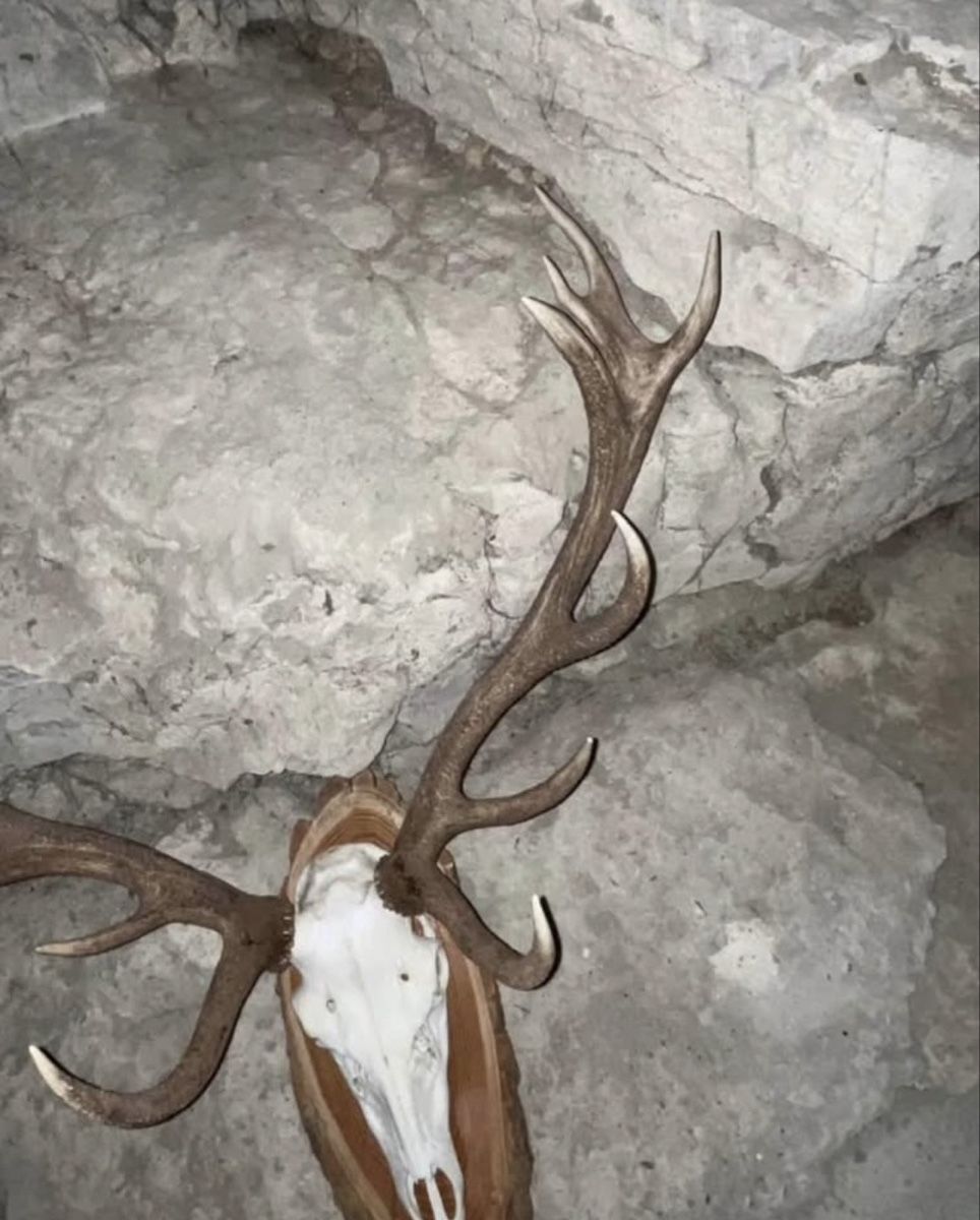 Il mondo degli animali: Hirschgeweih präpariert auf Holzschild – Usato da Regensberg venduto da kroti68 2