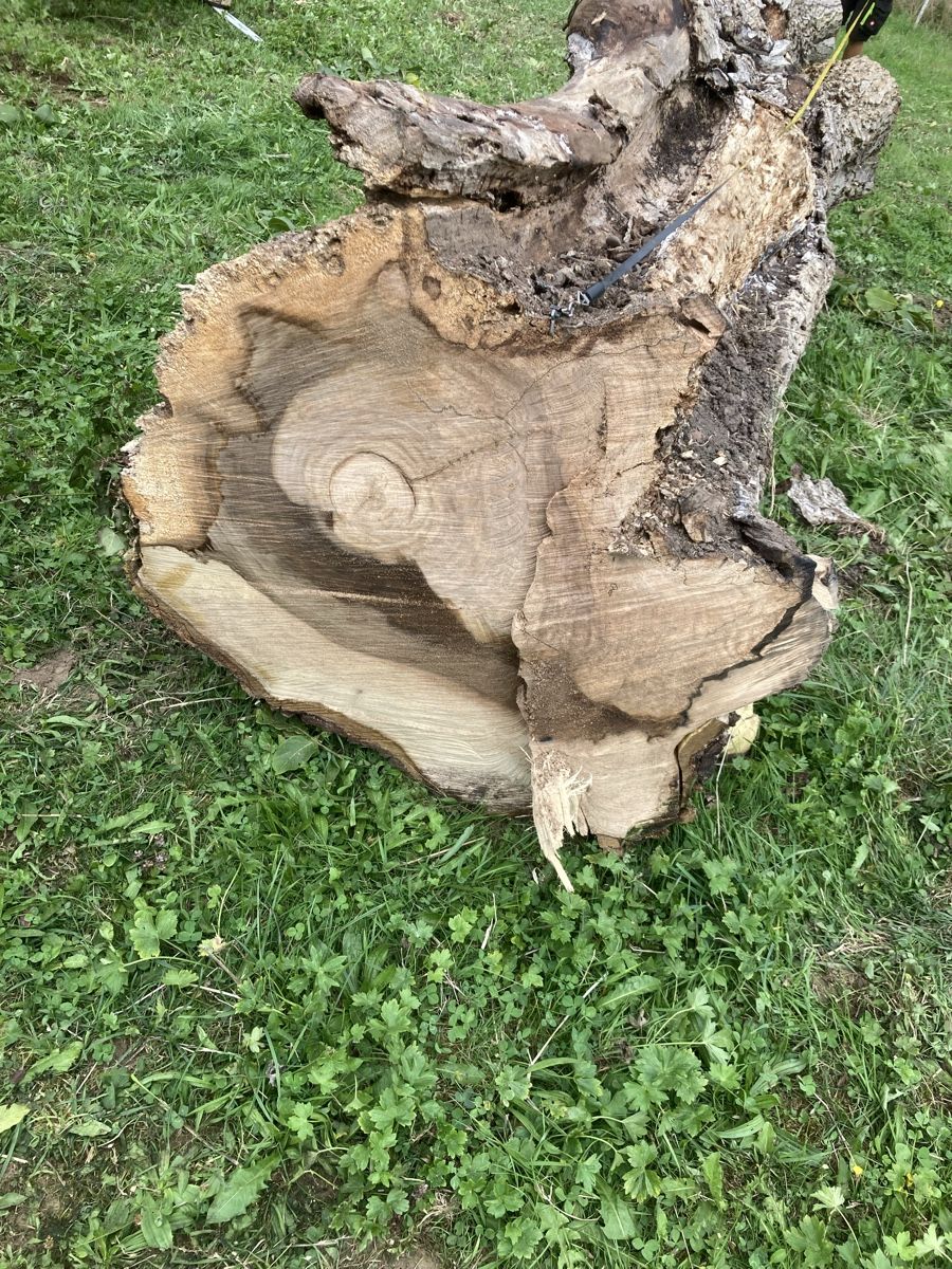 Articoli in legno: Nussbaum/Wallnussbaum Stamm – Usato da Wetzikon ZH venduto da Rescanv6 1