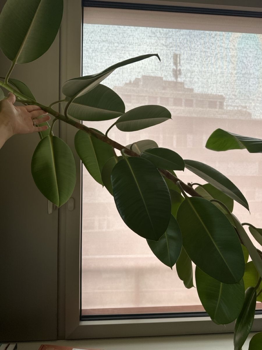 Plantes & graines: Ficus elastica plant c.a 2m – D'occasion à Zürich par buc_kh9f 2