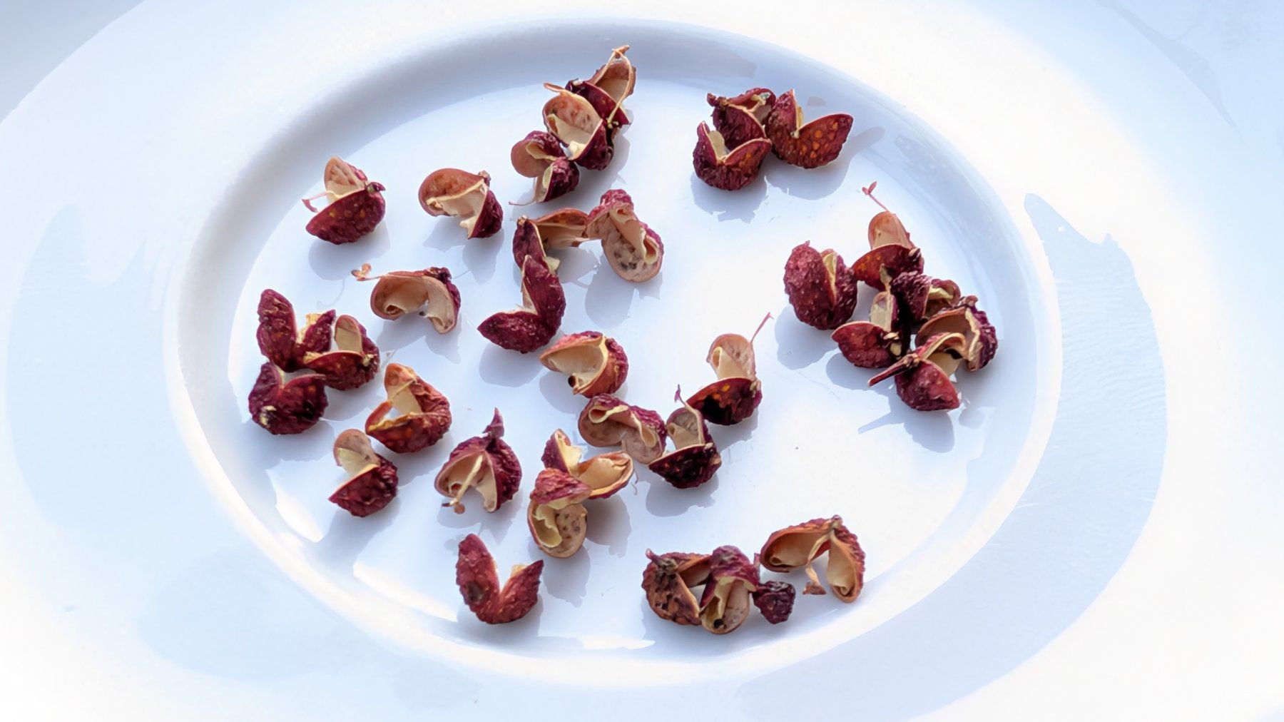 Piante & sementi: Szechuan-Peffer-Baum (Zanthoxylum piperitum) – Usato da Zürich venduto da tekrumba 4