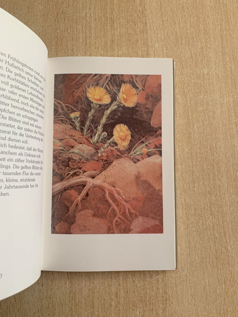 Libri: Begleit mich zu den Feldern – Usato da Reinach BL venduto da Grolifcb 2