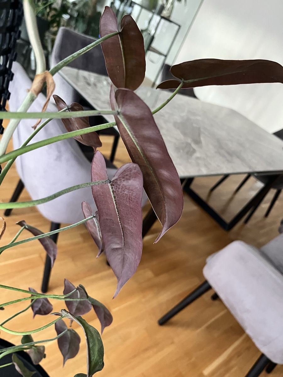 Piante & sementi: Philodendron atabapoense mit Moosstab – Usato da Uster venduto da ke114 2