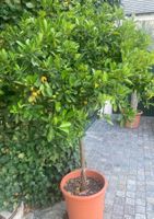 Ziermandarine / Calamondini / Zwergorange