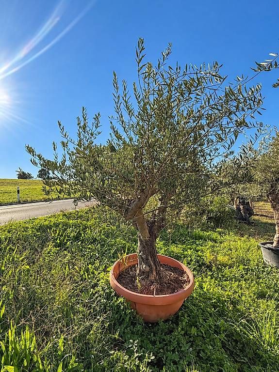 Piante & sementi: Olivenbaum in Tontopfoptik "Winterhart" – Nuovo e nell'imballaggio originale da Zuckenriet venduto da Thur_Plant 2