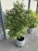 Japanischer Ahorn Katsura