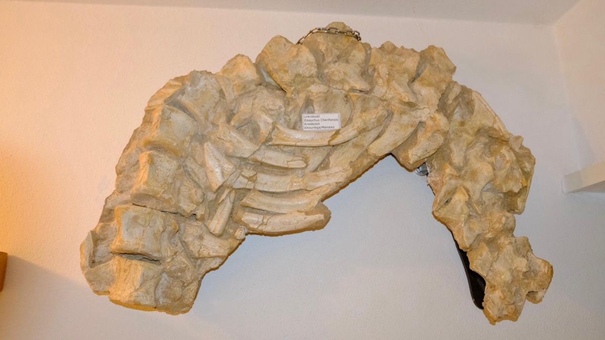 Tutte le decorazioni: Elosochus cherifiens - Wirbelsäule & Rippen – Nuovo e nell'imballaggio originale da Biel/Bienne venduto da nimmes
