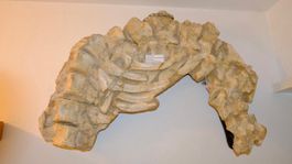 Elosochus cherifiens - Wirbelsäule & Rippen