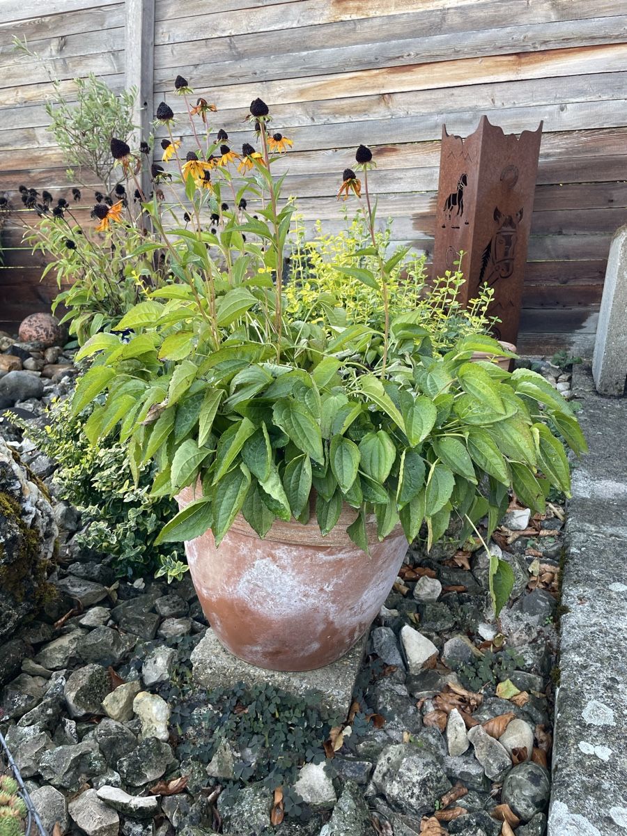 Piante & sementi: Rudbeckia in Tontopf – Usato da Kölliken venduto da Michi180