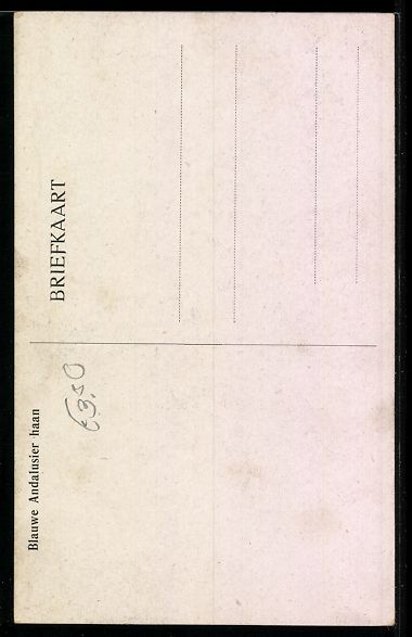 Cartoline postali: sign. Kurt Zander: Blauwe Andalusier haa – Usato da Berlin venduto da bartko-reher 1