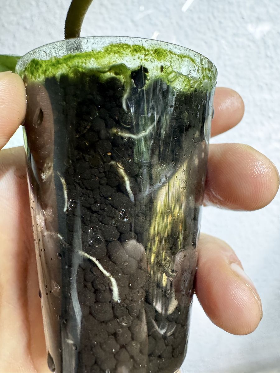 Plantes & graines: Hoya carnosa 'Argentea Princess' – D'occasion à Zürich par thishoyaofmine 2