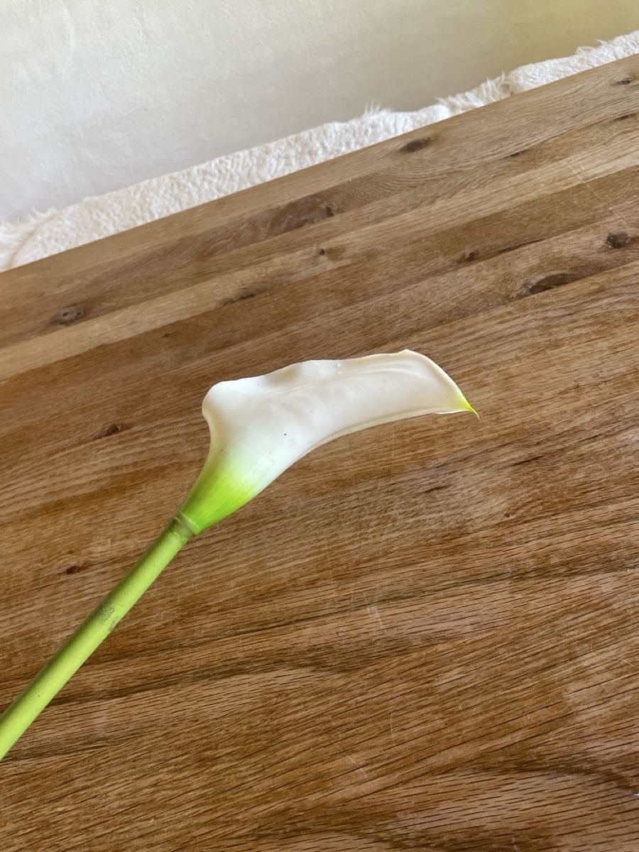 Pflanzen & Samen: Calla – Gebraucht aus Freidorf TG von ibipatria 1