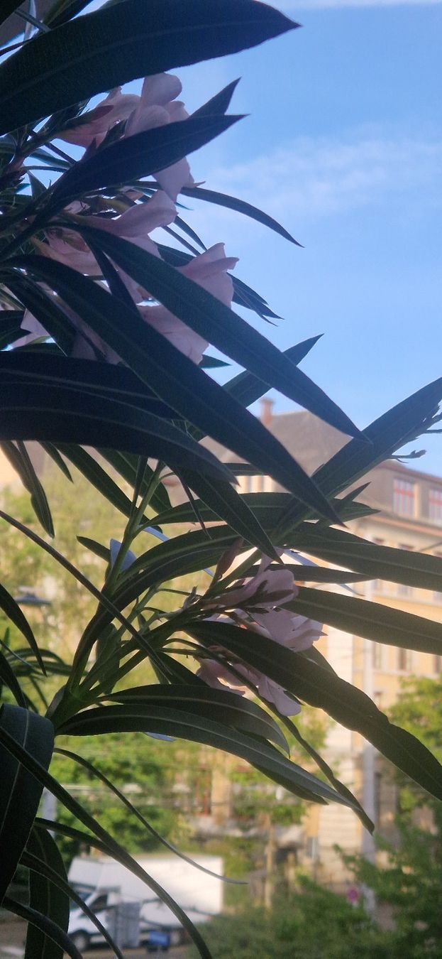 Piante & sementi: wunderschöner 210 cm Oleander – Usato da Zürich venduto da Sissi-Minouche 1