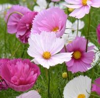 50 SAMEN GRAINES SEMI SEEDS COSMEA PROFUMATA MIX‪