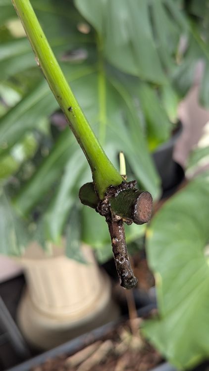 Monstera Burle Marx Flame Stammstecklinge (Neu (gemss Beschreibung)) in  Buchrain fr CHF 35  mit Lieferung auf Ricardo kaufen