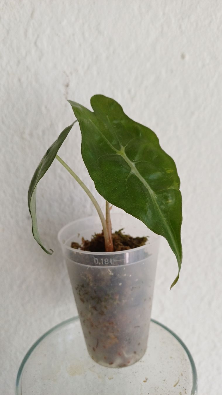 Pflanzen & Samen: Alocasia Venom – Gebraucht aus Bern von uwi_8t7x