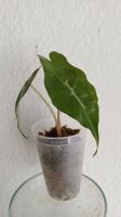 Alocasia Venom