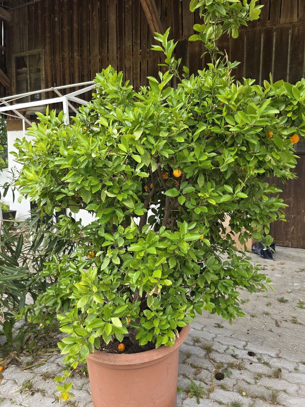 Pflanzen & Samen: Calamondin Pflanze / Baum – Neu (gemäss Beschreibung) aus Uster von Cruleye 8