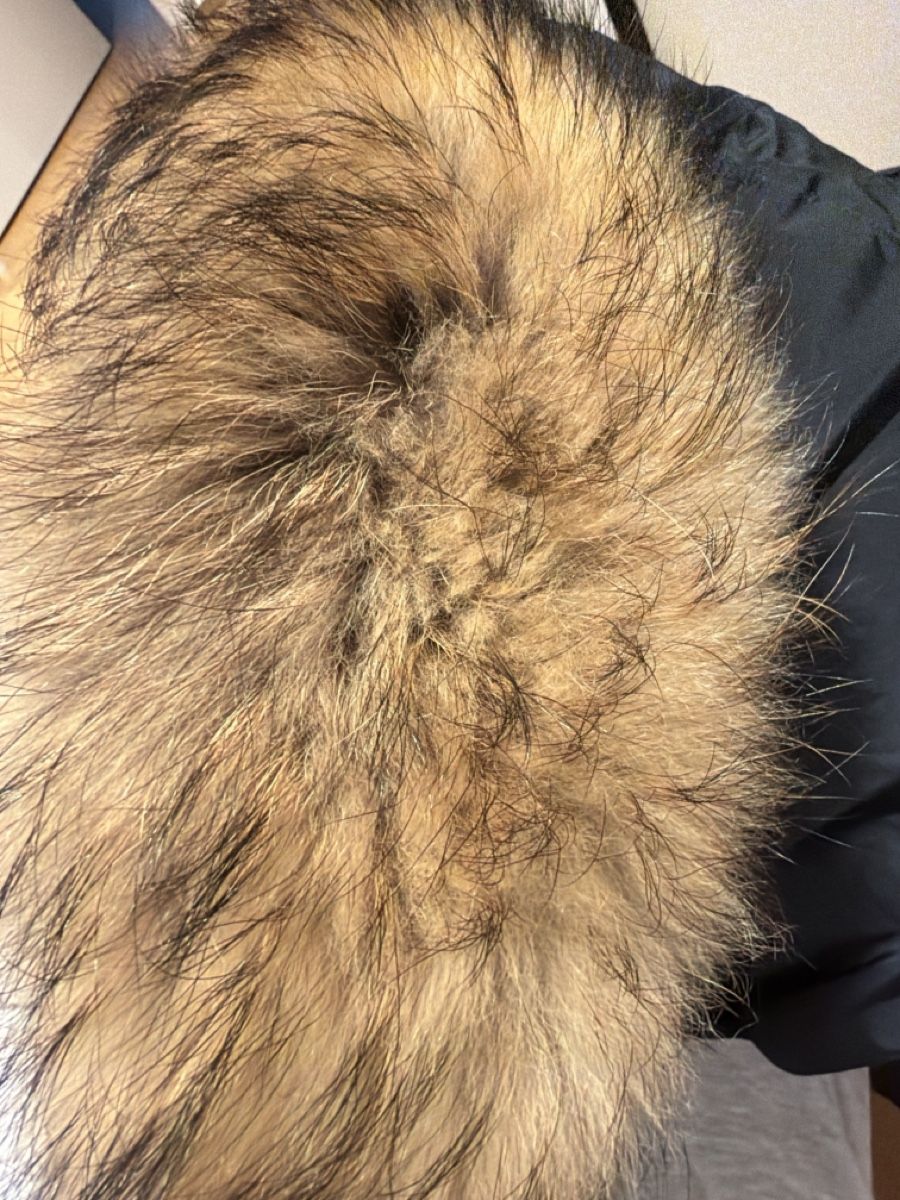 Woolrich Jacken: Woolrich Winter Jacke, Gr. S, Top Zustand – Gebraucht aus Niederhasli von Luxevault 6