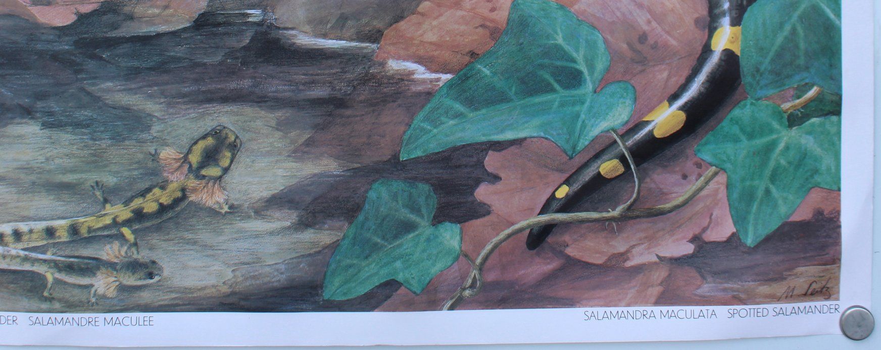 Foto & Immagini: Schulwandbild "Feuersalamander" Marta Seitz /  @marx – Usato da Härkingen venduto da sammelbecken 2