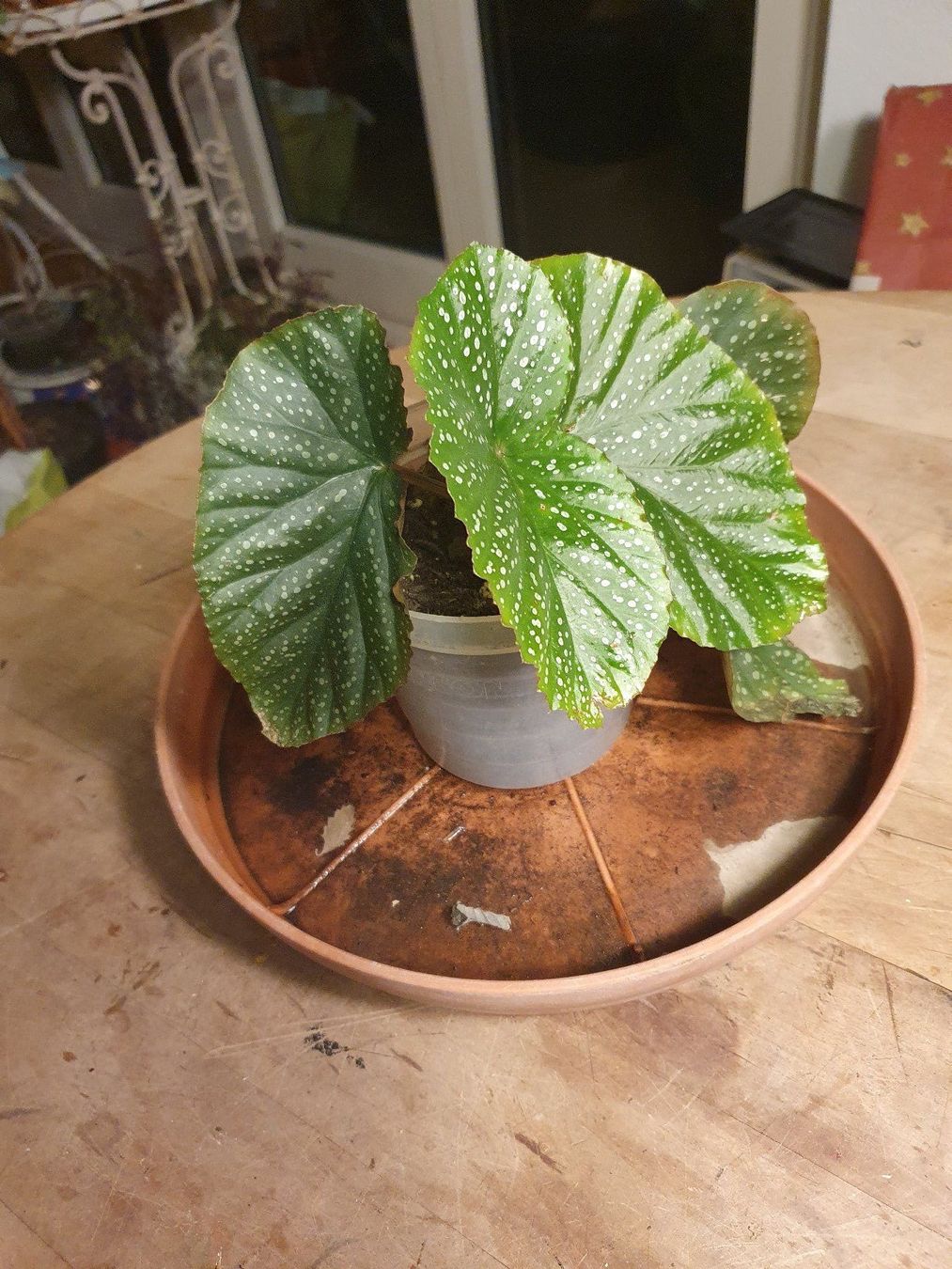 Pflanzen & Samen: Regenbogenbegonie (Begonia maculata) – Gebraucht aus Zürich von loosebone
