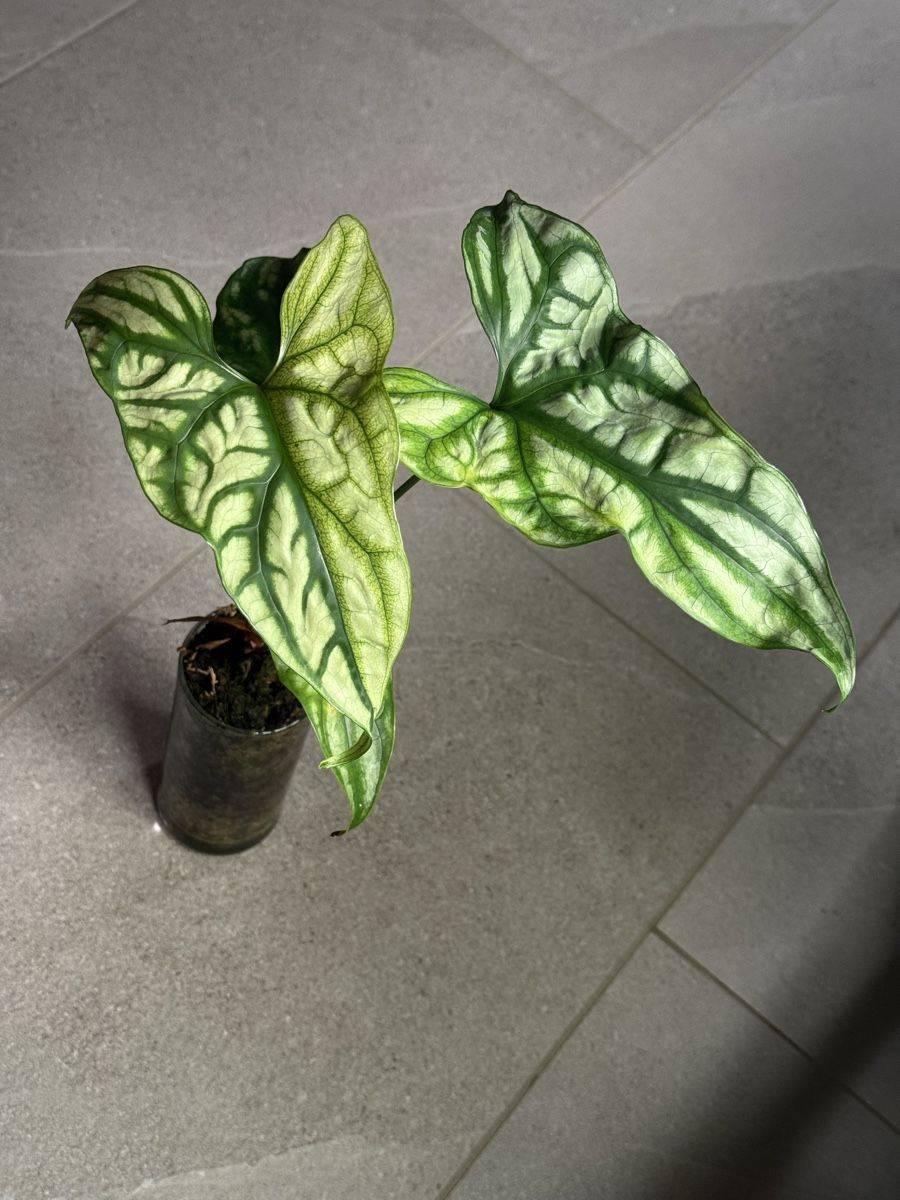 Pflanzen & Samen: Cerestis mirabilis variegata – Gebraucht aus Bachenbülach von csp_6rns 1