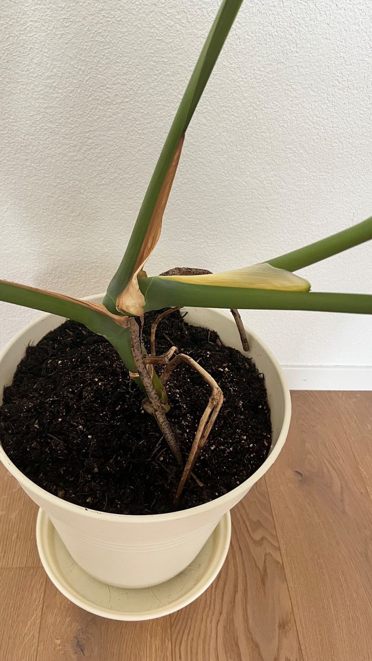 Piante & sementi: Monstera – Usato da Hinwil venduto da a_walder 1
