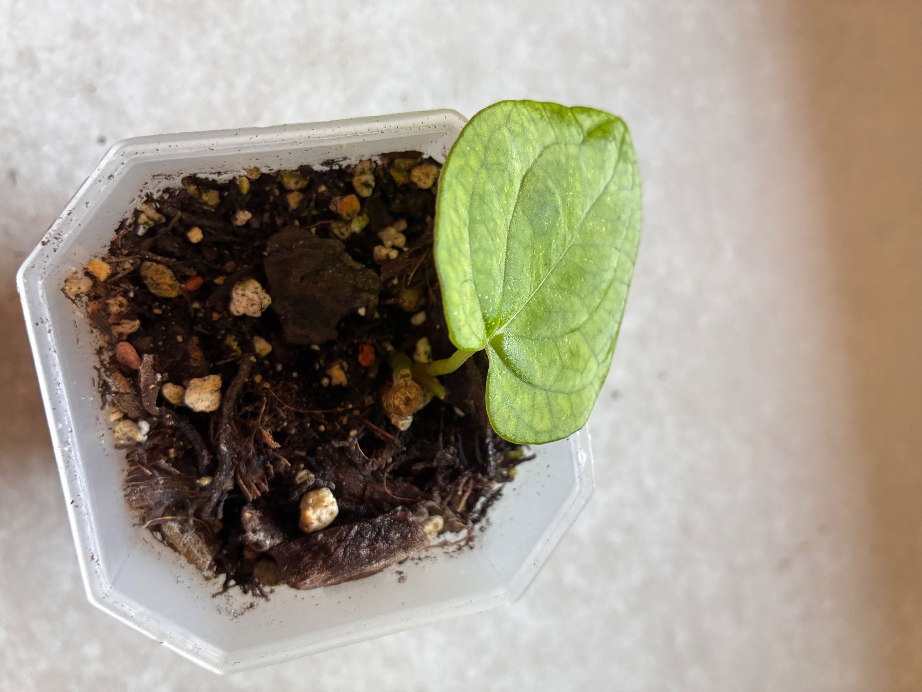 Piante & sementi: Anthurium RVDP x Black Sweet – Usato da Alchenflüh venduto da Timmmsen