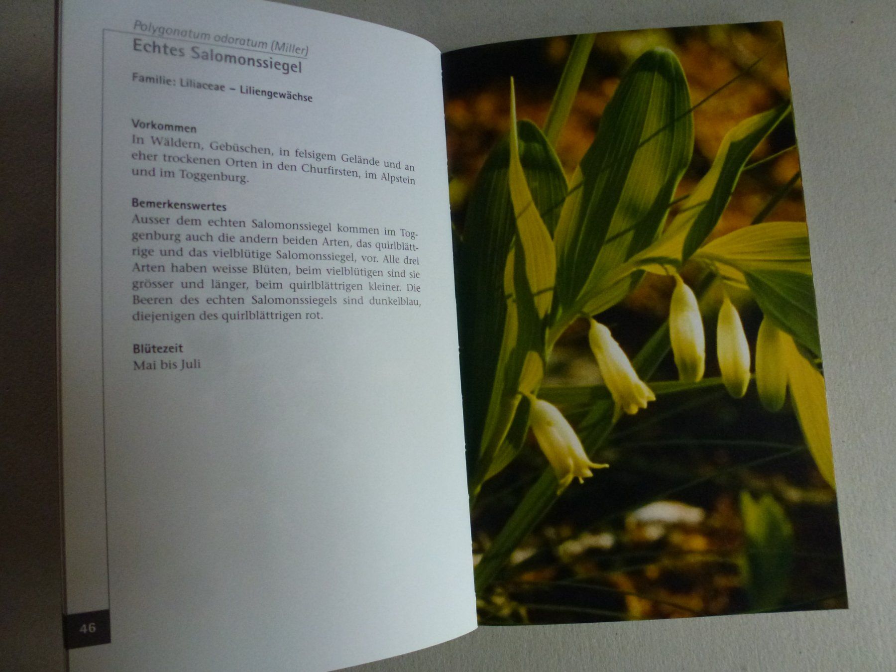 Libri: Blumen im Toggenburg - Hanspeter Steidle – Nuovo (secondo la descrizione) da Mühlrüti venduto da Dadadachs 4