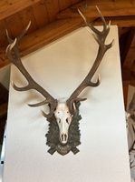 Prächtiges Rothirschgeweih, Trophäe  Kronenhirsch! 