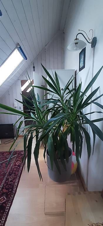 Piante & sementi: Yukka Palme  – Usato da Birmensdorf ZH venduto da hei_g9kb 1