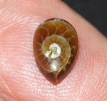 Cabochon L-8568 – Ammonit Fossil Birne 6x9mm