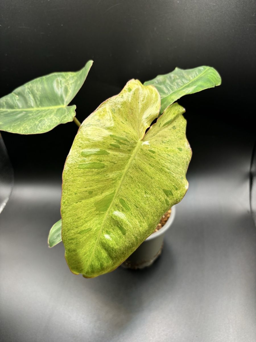 Plantes & graines: Philodendron Paraiso Verde (2-2) – Neuf avec emballage d'origine à Basel par Pink_White