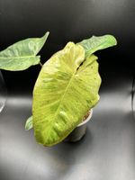 Philodendron Paraiso Verde (2-2)
