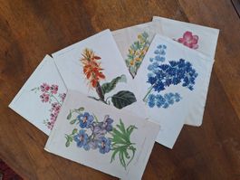 FLEURS  6 GRAVURES