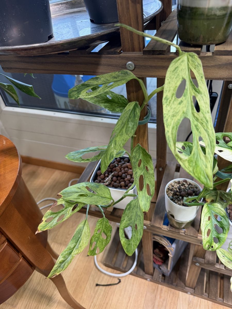 Piante & sementi: Monstera Adansonii Indonesian Marble – Usato da Steinhausen venduto da WeberPlants 1