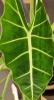 🤩Alocasia Frydek Rhizom 