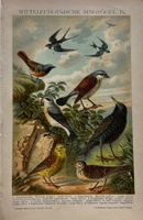 Chromolitho um 1895 - Mitteleuropäische Singvögel, Vögel