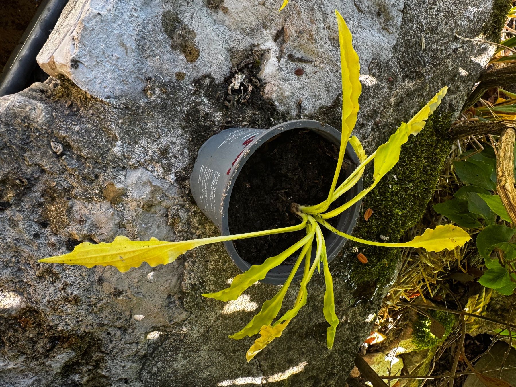 Piante & sementi: Hosta dragon tails – Usato da Lajoux JU venduto da Briard0 1