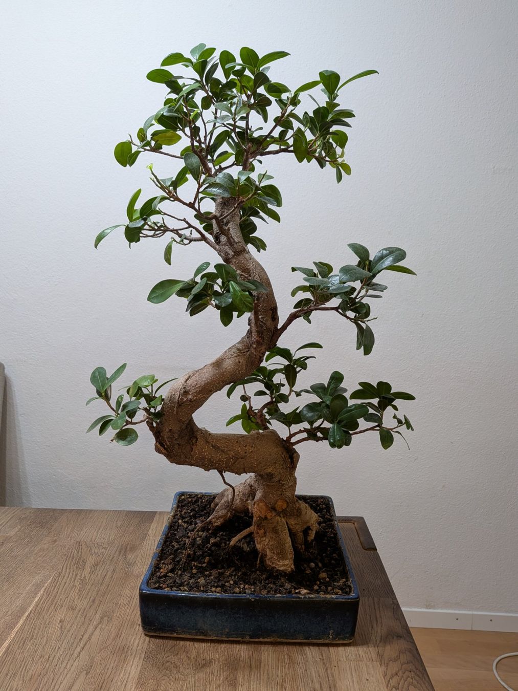 Plantes & graines: Ficus Bonsai – D'occasion à Bern par Hydrom 1