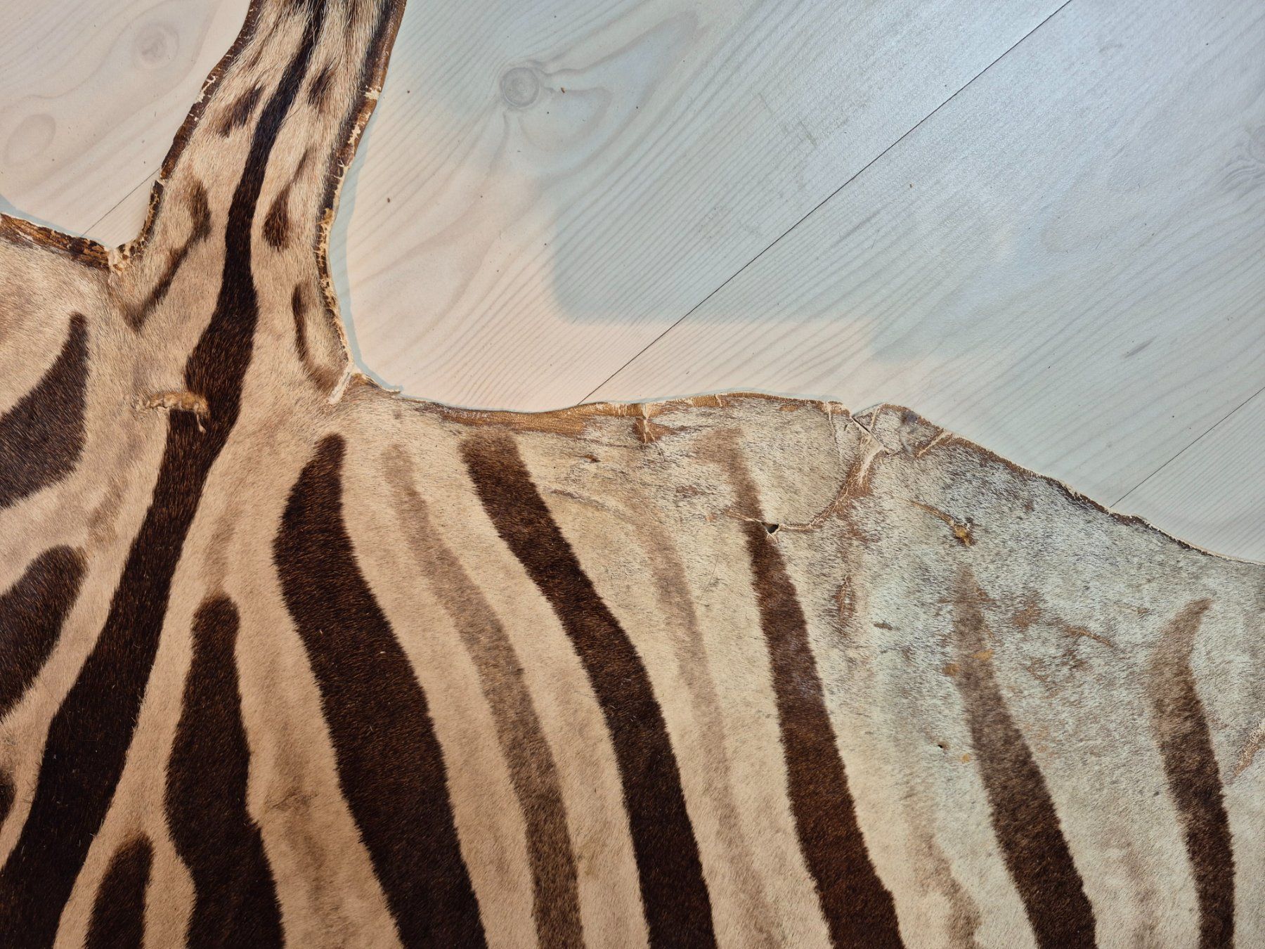 Il mondo degli animali: Veritable peau de zebre Burchell/ Echtes Burchell Zebrafell – Usato da Treyvaux venduto da Kbh2000 7