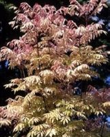 Chin. Gemüsebaum - Toona sinensis - 20 Samen