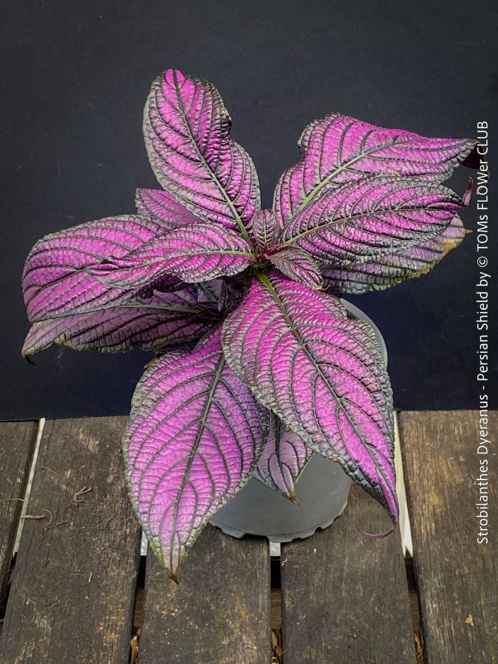 Piante & sementi: Strobilanthes Dyeranus - einfach nur Blattkunstwerk – Nuovo e nell'imballaggio originale da Adliswil venduto da asTOMas963 4