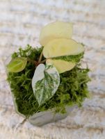 Anthurium Papillilaminum Var X Docblock Aurea Variegata