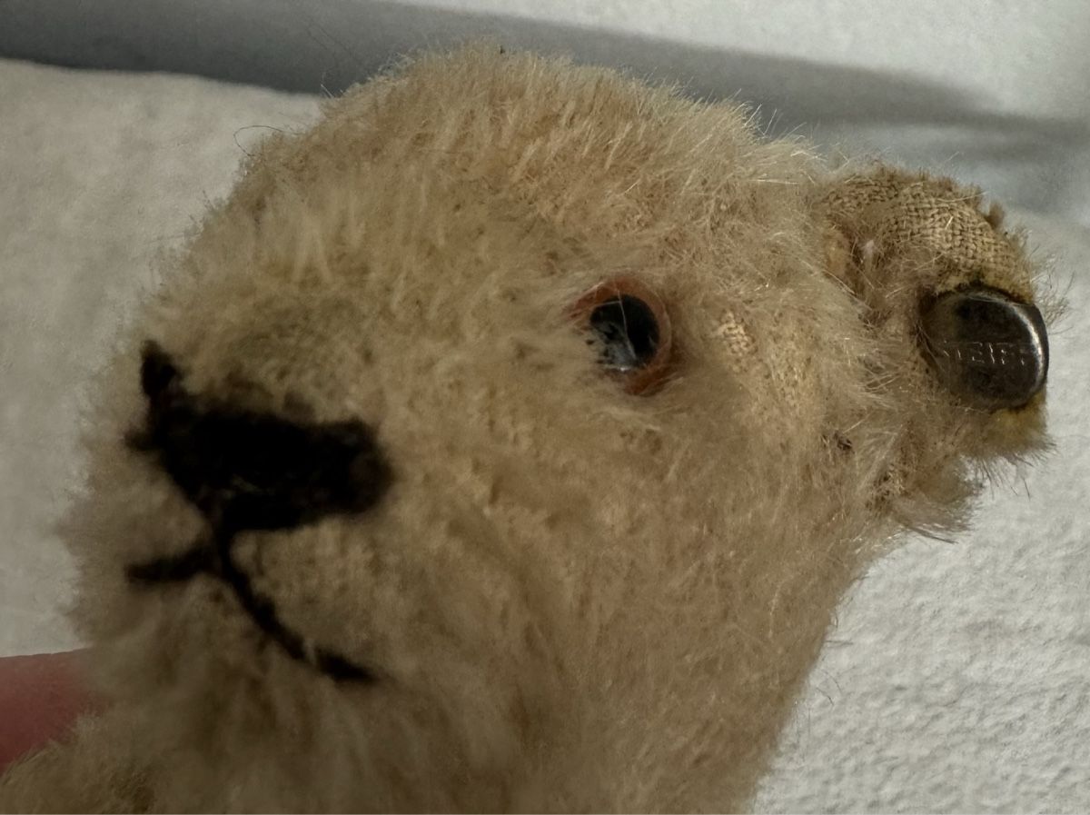 Steiff Giocattoli: Steiff Teddy – Usato da Binningen venduto da kal_5nsj 3