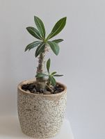 Pachypodium horombense 