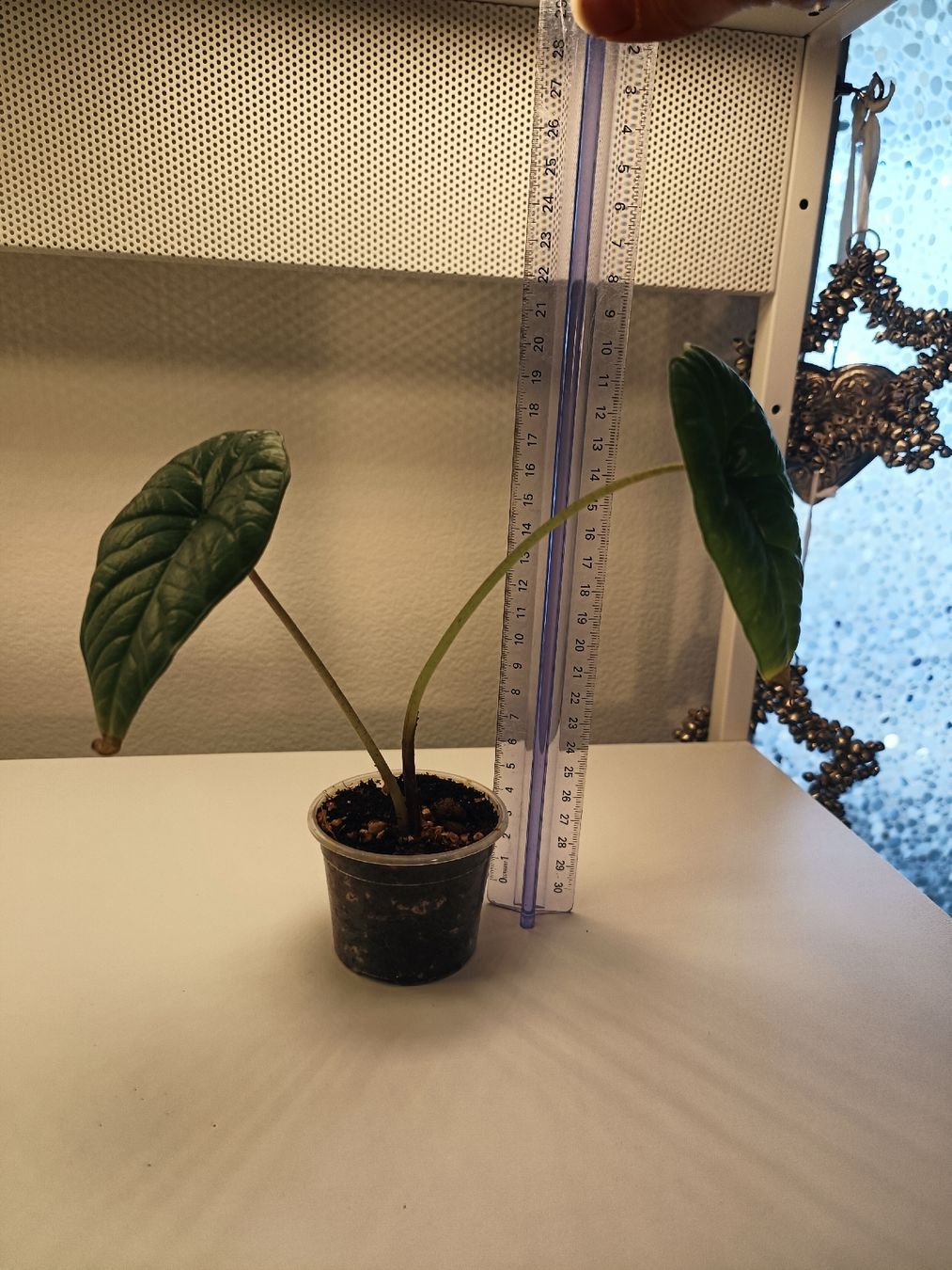 Piante & sementi: Alocasia Platinum  – Usato da Luzern venduto da sann2 1